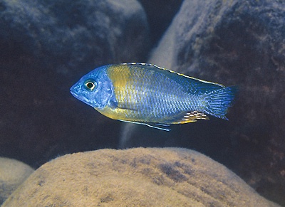 Protomelas sp. 'steveni imperial' Makonde